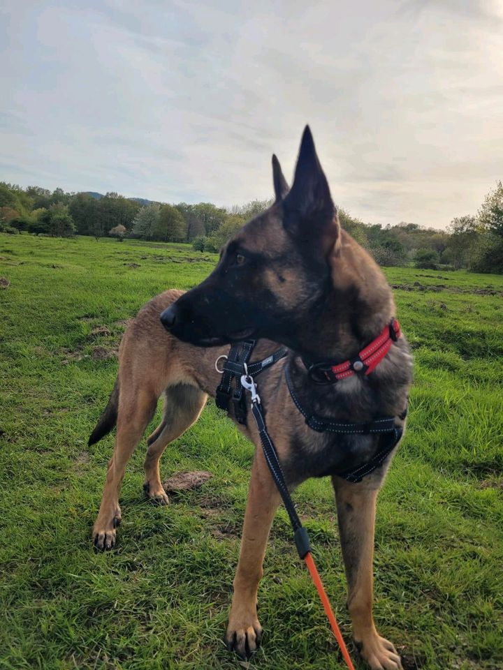 AREPA Schäferhund Malinois Mischling Hündin Tierschutz Hund in Kassel