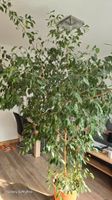 Verkaufe Ficus benjamina Sachsen - Leisnig Vorschau