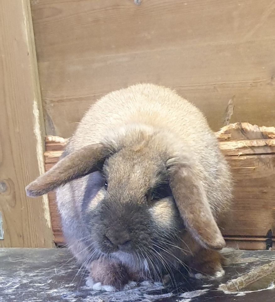 Ein süßes Kaninchenbaby Mädchen mix Farbenzwerg/mini Lop sucht n in Soltau