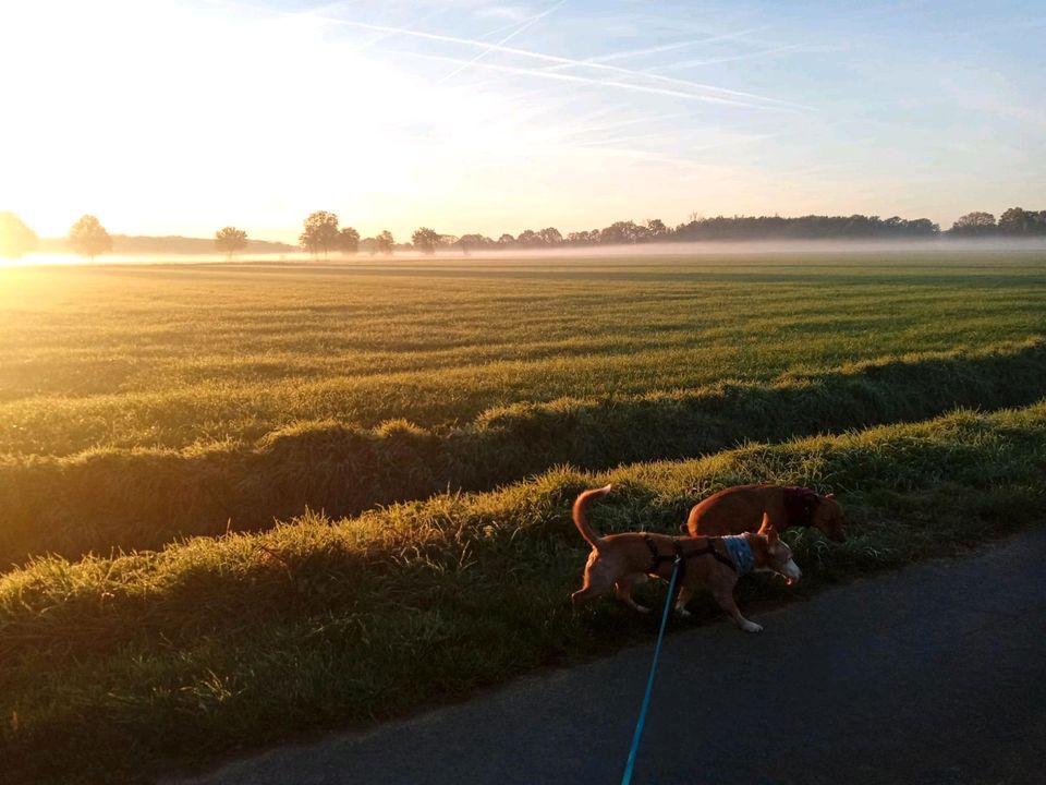 TANQUE Podenco Maneto Rüde Tierschutz Hund in Kevelaer