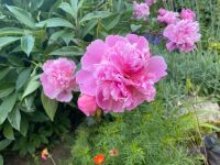 Pfingstrose, gefüllt rosa, stark duftend, ganze Pflanze Thüringen - Schwaara Vorschau