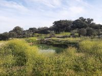 3 ha Bau-Grundstück in Zentral Portugal - Oliven,Orangen,Seen Brandenburg - Herzfelde Vorschau