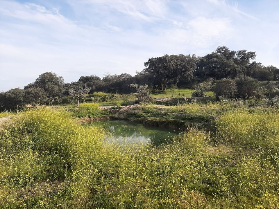 3 ha Bau-Grundstück in Zentral Portugal - Oliven,Orangen,Seen in Herzfelde