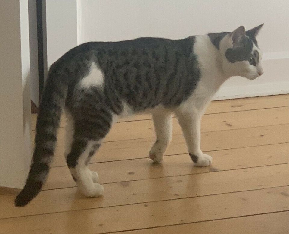 Kater Katze BRUMMEL wird seit Juli 2021 vermisst! in Hiltrup