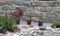 Bonsai Lärche Kiefer Fichte Pflanzen Gehölze Gartenpflanzen zu ve Bayern - Oberschwarzach Vorschau
