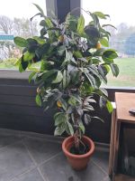 Kunstpflanze Blumen Deko Orange & Zitrone h 140cm, b 70cm b Nordfriesland - Haselund Vorschau