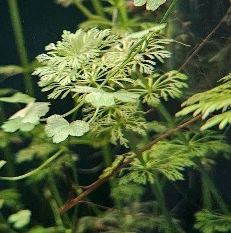 Aquarienpflanzen "Limnophila sessiliflora" in Wunstorf