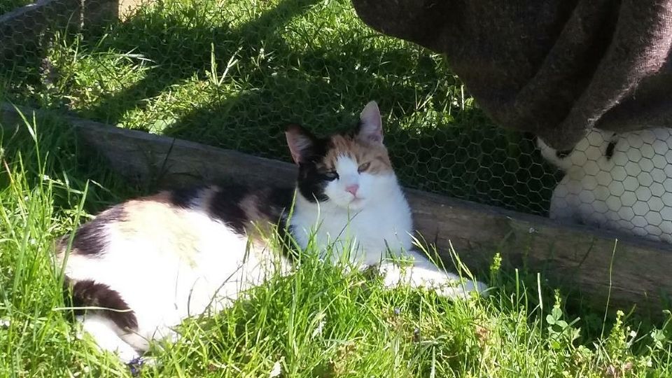 Dreifarbige Katze wird am Schloßberg sehr vermisst in Stephanskirchen