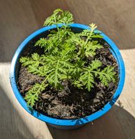 Artemisia annua - einjähriger Beifuß Nordrhein-Westfalen - Horn-Bad Meinberg Vorschau