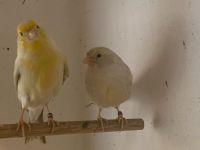 1 Zuchtpaar Kanarienvögel Opal  Gelbmosaik Kanarien Nordrhein-Westfalen - Werne Vorschau