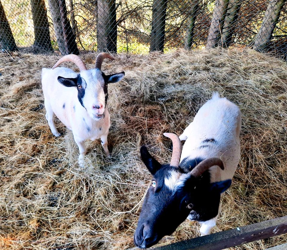 2 Ziegenmädels suchen schlachtfreies zu Hause in Dahlem