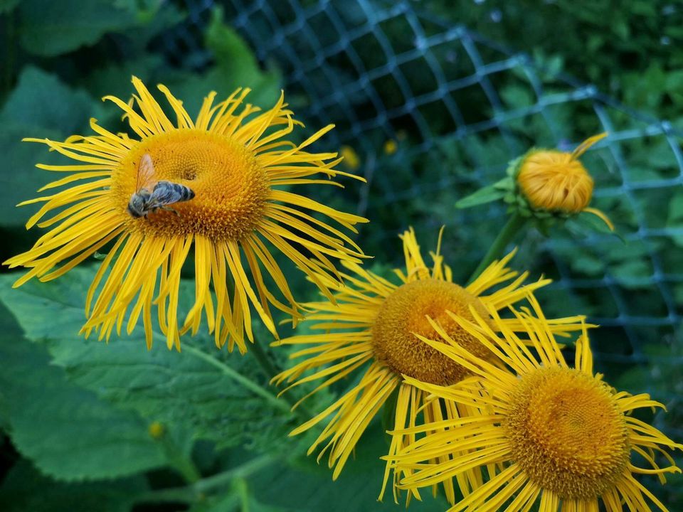 Imker fängt Bienenschwarm kostenlos ein in Kiel