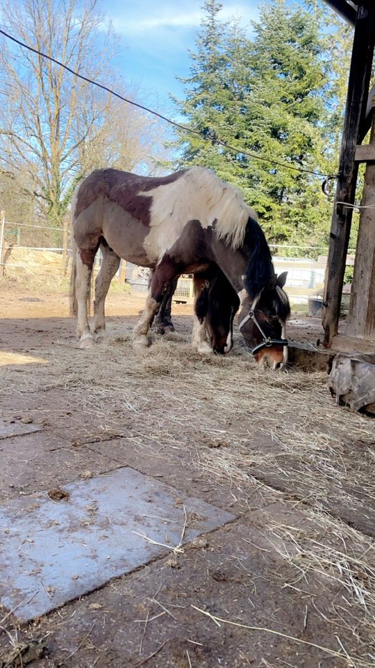 Lewitzer Mix Reitpony in Öhringen