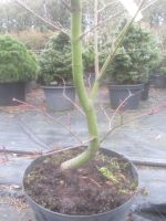 Fächerahorn - Acer palmatum 'Sumi nagashi, Bonsai Rohware, 3 cm Ø Niedersachsen - Soltau Vorschau