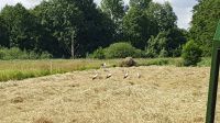 kleine Hochdruckballen Heu Frisches grobes Naturheu Nordrhein-Westfalen - Rietberg Vorschau