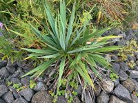 Palmlilie Yucca 5-6 Stück winterhart Niedersachsen - Boffzen Vorschau