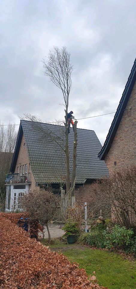 Baumklettern, Baumpflege, Baumfällung, Gartenpflege Heckenschnitt in Elmenhorst/Lichtenhagen