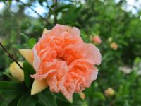 Granatapfel 'Toryu Shibori' Punica granatum Baden-Württemberg - Singen Vorschau