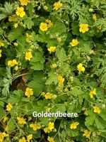 *Golderdbeere, starke Pflanzen, große Töpfe* Niedersachsen - Elsfleth Vorschau