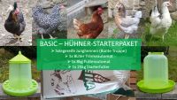 Starterpakete Hühner, Hennen; Wachteln; Basic- bis Premiumpakete Sachsen - Hartmannsdorf bei Kirchberg Vorschau