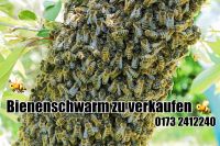 Bienenvolk/ Bienenschwarm Mecklenburg-Vorpommern - Züssow Vorschau