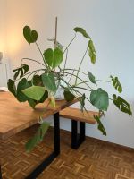 Große, gesunde Monstera mit vielen neuen Blättern München - Maxvorstadt Vorschau