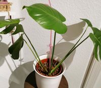 Monstera grün Baden-Württemberg - Bopfingen Vorschau