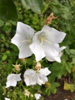 Glockenblume blau oder weiß insektenfreundlich winterhart Pankow - Buch Vorschau