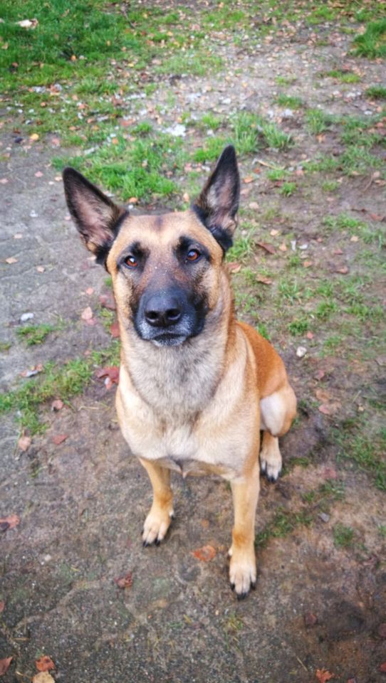 Malinoishündin (belgischer Schäferhund) mit Handicap in Willenscharen