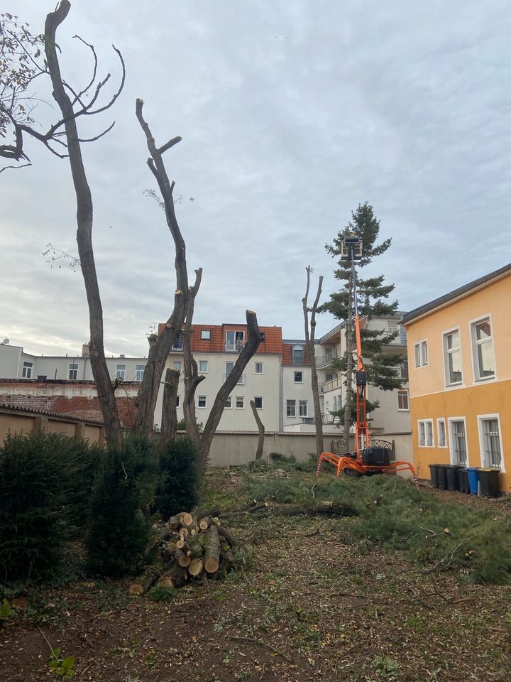 Baumfällung,Erdarbeiten, Wurzelfräsung,Rollrasen,Strauchschnitt, in Königslutter am Elm