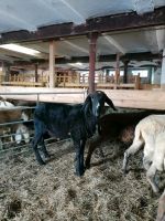 Bio Lämmer/Schafe zu verkaufen Bayern - Rottenbuch Vorschau