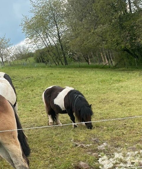Pferd , Pony , Shetlandpony, Shetty Wallach in Saarburg