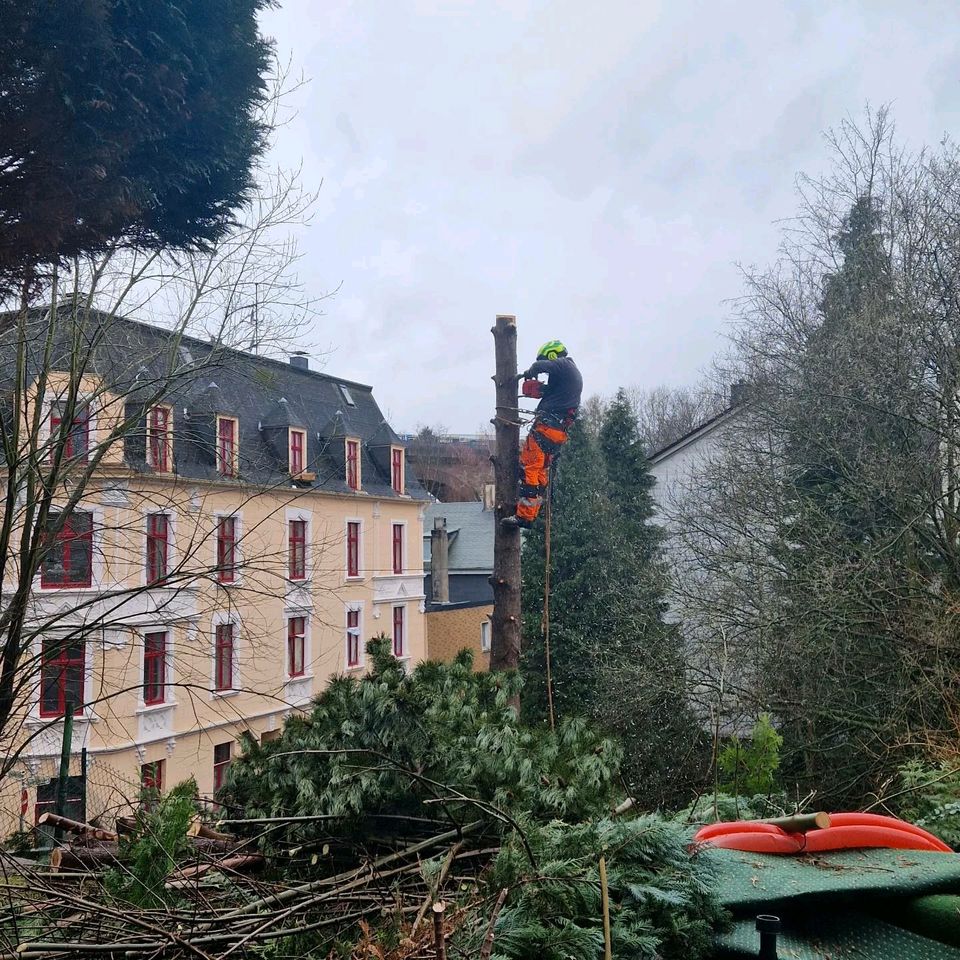 Baumfällung Baumpflege in Wuppertal