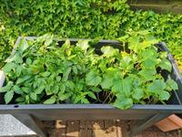 Tomatenpflanzen 10 Stück Mix aus 3 Sorten Wurster Nordseeküste - Nordholz Vorschau