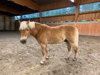 Reitbeteiligung für Edelbluthaflinger gesucht Brotterode-Trusetal - Trusetal Vorschau