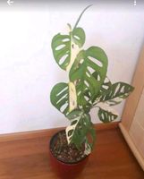 Monstera adansonii variegata (Jungpflanze) Bayern - Asbach-Bäumenheim Vorschau