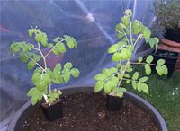 2 Tomaten Tomatenpflanzen Buschtomate Minibel Niedersachsen - Sottrum Vorschau