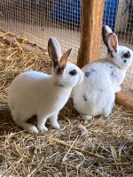 Kaninchen Baby (dalmatiner rex) Brandenburg - Zehdenick Vorschau