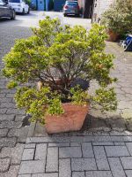 Japanische Steinheide Pieris japonica (im Topf) Nordrhein-Westfalen - Bottrop Vorschau