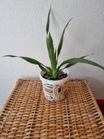 Kanarischer Drachenbaum - Dracaena draco Hamburg-Nord - Hamburg Barmbek Vorschau