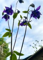 AKELEI VIOLETTE Aquilegia nigricans Baumg. Akelei Ranunculaceae Violett Blumen Baden-Württemberg - Uhldingen-Mühlhofen Vorschau