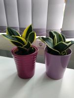 2 Stück Sansevieria 25 cm Bogenhanf mit Übertopf Zimmerpflanzen v Baden-Württemberg - Crailsheim Vorschau