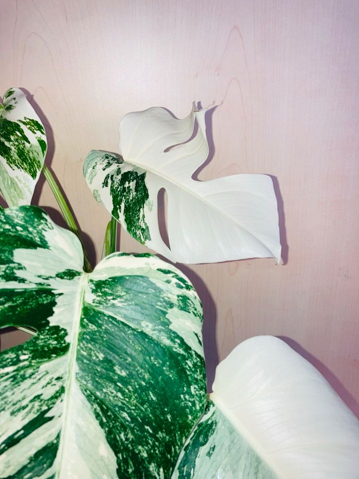 Monstera Variegata in Kelheim