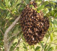 Bienen Schwarm Schwärme Bienenschwarm Nordrhein-Westfalen - Lemgo Vorschau