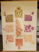 Schulwandkarte Zelle - Gewebe - Organe Biologie Medizin Rolltafel Nordrhein-Westfalen - Nideggen / Düren Vorschau