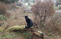 Wir suchen ein idyllisches Grundstück in Harlaching München - Untergiesing-Harlaching Vorschau