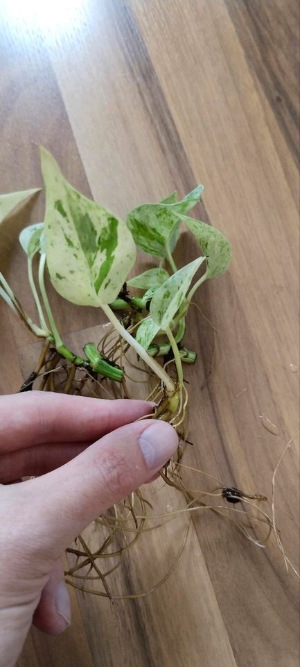 Efeutute Marble Queen Ableger in Bochum