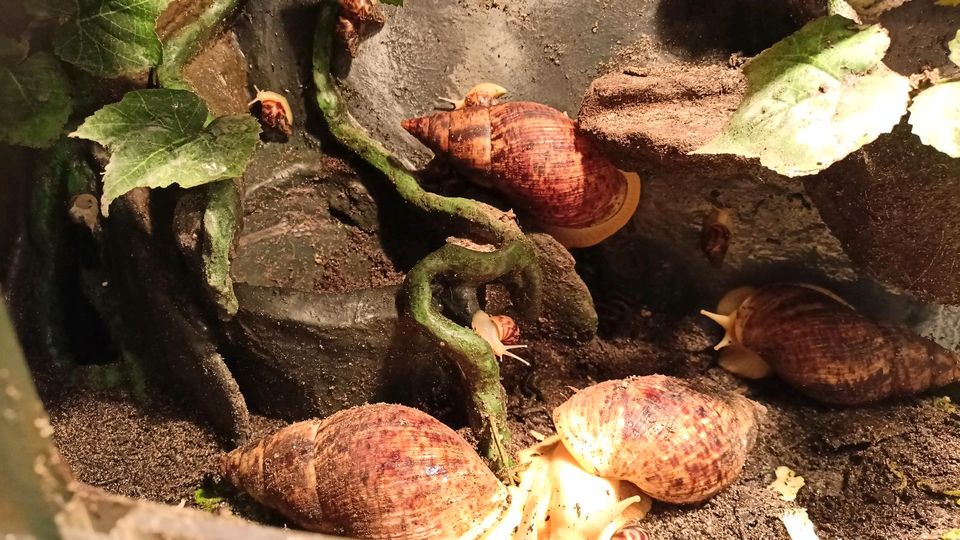 Achatschnecken / Afrikanische Riesenschnecke in Lutherstadt Wittenberg