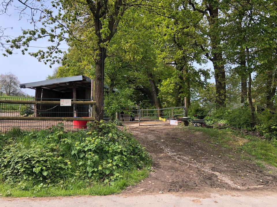 Offenstall, Paddocktrail, Diätgruppe, Hufrehe 3/8 Plätzen frei in Wetter (Ruhr)