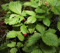 30 Pflänzchen Walderdbeere aus meinem Garten Niedersachsen - Winsen (Luhe) Vorschau